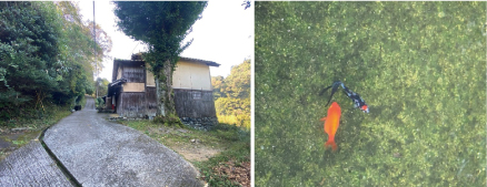 <font color='blue' size='2'>時の流れを感じる土壁の家。そのお向かいには山水が貯められているタンクの中に金魚!見ての通りのしんどい登りー!!</font>